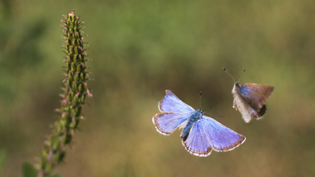 blog tbatsob image 04