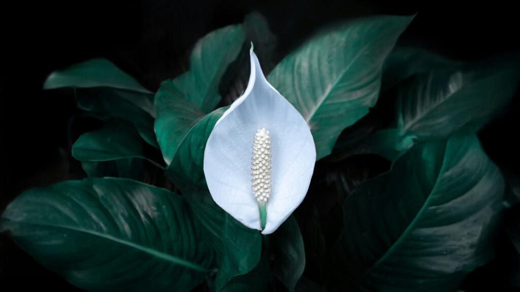 blog dvitaor heroshot