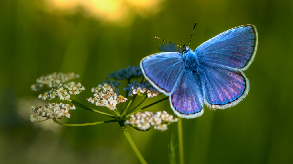 blog tbatsob heroshot