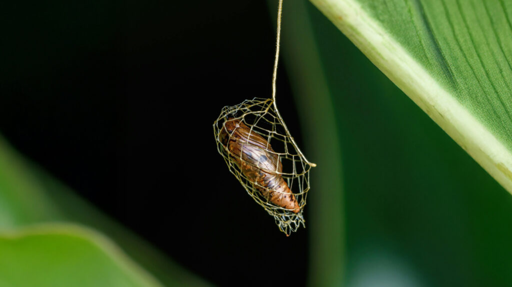 blog tbatsob image 02