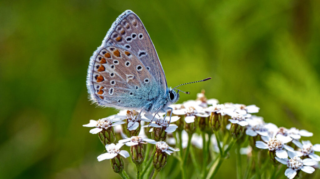 blog tbatsob image 03