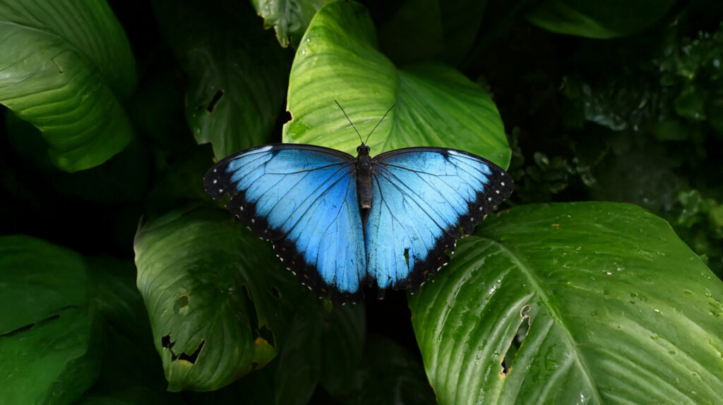 blog dvitaor image 03